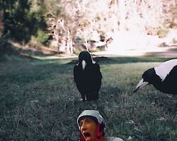 Three magpies on some grass, all concentrating on the ground. A screaming girl's head has been photoshopped in front of them, to humorous effect.