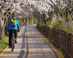 A bunch of people riding bikes along the road towards the camera. One man has his arms spread out in an expression of joy.